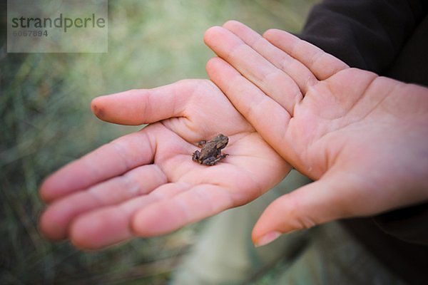 Kleiner Frosch im Kind ' s Hand