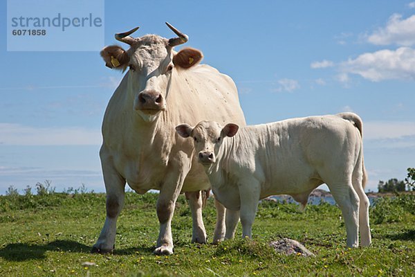 Charolais-Rinder auf der Weide