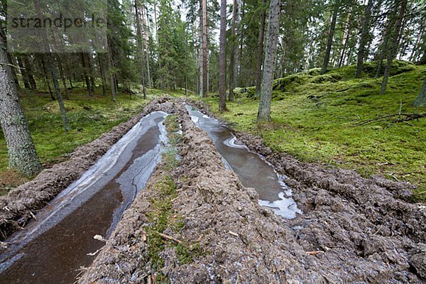 Wasser füllen füllt füllend Wald gefroren