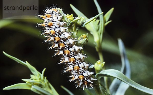 Raupe eines Wachtelweizen-Scheckenfalters (Melitaea athalia)