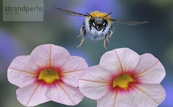 Ackerhummel (Bombus pascuorum) an einer Blüte