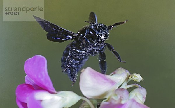 Große Holzbiene (Xylocopa violacea) an einer Blüte