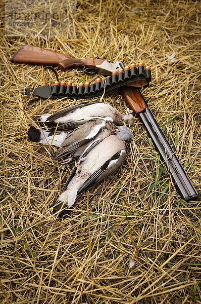 Gewehr und tote Taube auf Gras