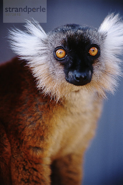 Porträt des schwarzen Lemur (Eulemur Macaco)