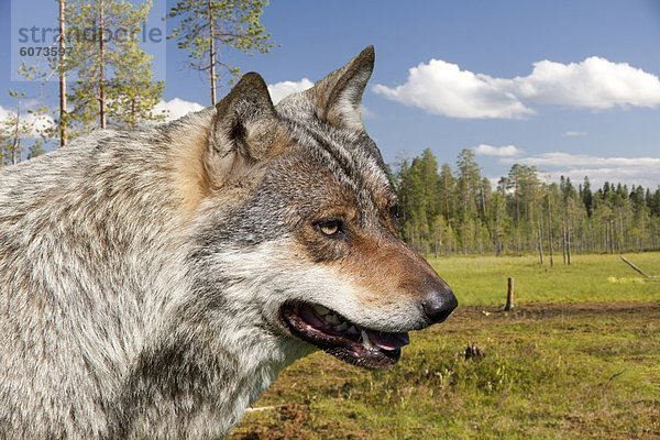 Wolf im Zoo