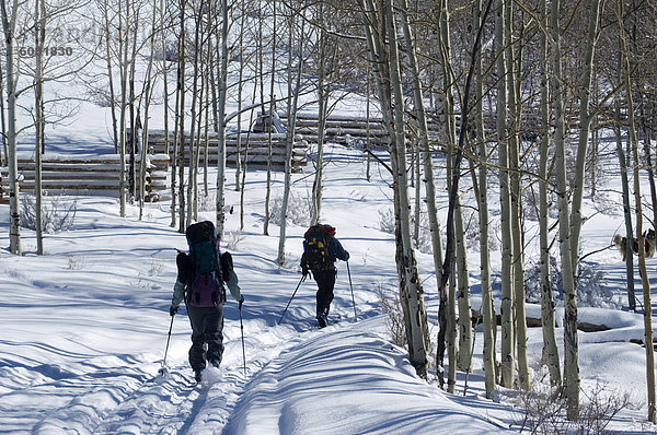 Espe  Populus tremula  Frau  Mann  bedecken  Baum  Nostalgie  Skisport  Zaun  groß  großes  großer  große  großen  Colorado  Schnee