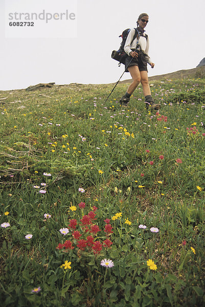 wandern  Wildblume  umgeben