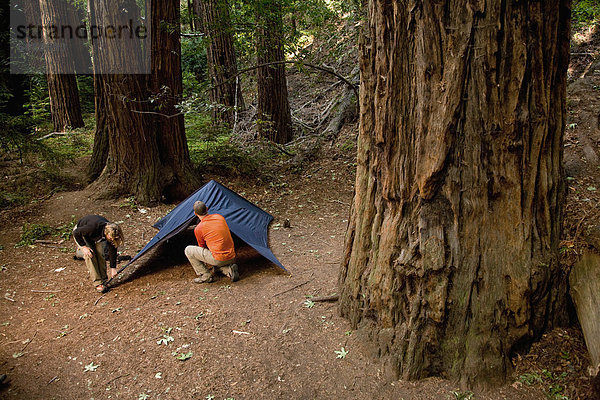 hoch  oben  Tischset  Wald  camping  Zelt  groß  großes  großer  große  großen  jung  Sequoia