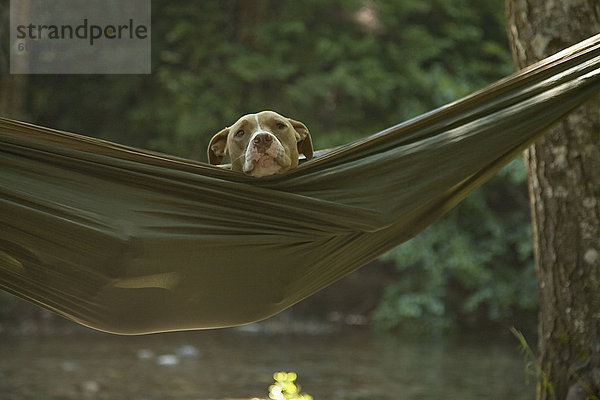 Laubwald  Hängematte  Hund