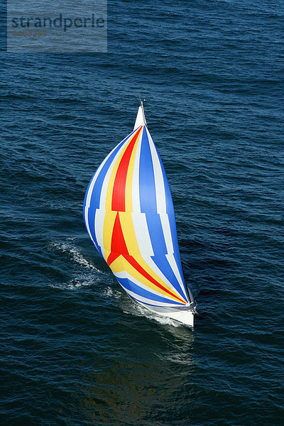 Segeln  Farbaufnahme  Farbe  Yacht  Ansicht  Kreuzfahrtschiff  Luftbild  Fernsehantenne  Australien  North Shore  Spinnaker  Sydney