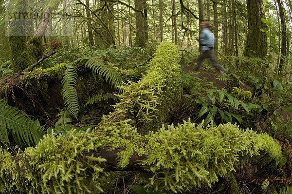 Vereinigte Staaten von Amerika  USA  Frau  folgen  rennen  grün  Wald  Steinschlag  Moos  Oregon