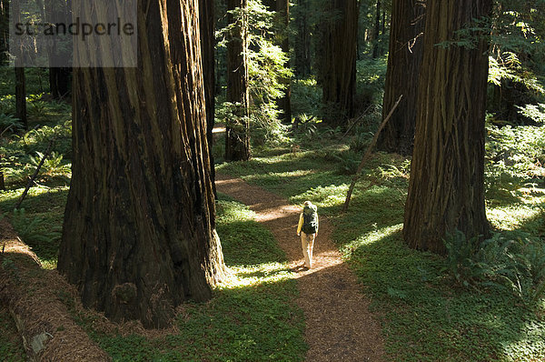 hoch  oben  Frau  Baum  wandern  Ansicht  Sequoia  unterhalb  Kalifornien