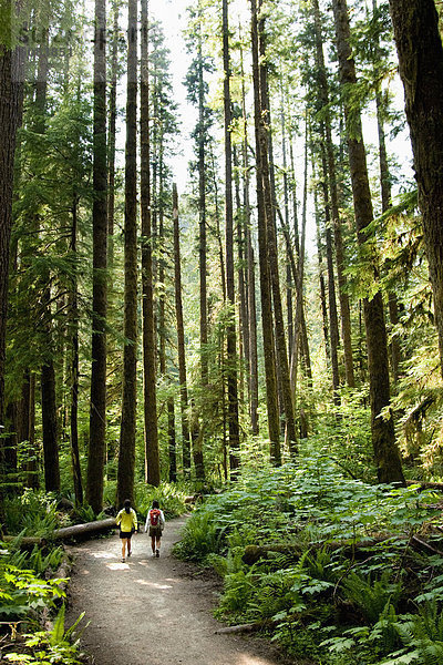 gehen  folgen  grün  Wald  Farn  wandern  2