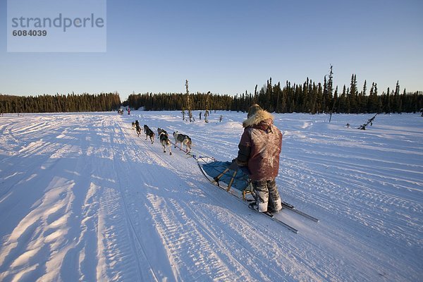 Teamwork  Mann  ziehen  Hund  Alaska  Schlitten