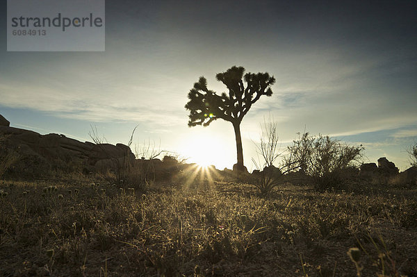 Sonnenuntergang  Baum  Silhouette  Joshua Tree  Yucca brevifolia