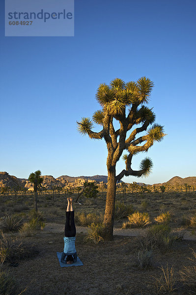 Frau  Baum  Wüste  üben  frontal  jung  Yoga  Joshua Tree  Yucca brevifolia