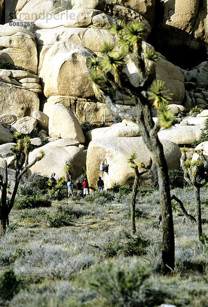 Bergsteiger  entfernt  Baum  Joshua Tree  Yucca brevifolia  Boulder  Kalifornien