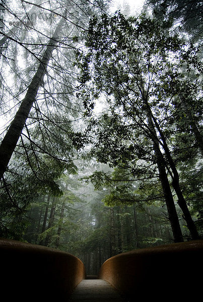 Beleuchtung  Licht  Brücke  Nebel  Mittelpunkt  Treffer  treffen  glänzen  Sequoia  Kalifornien
