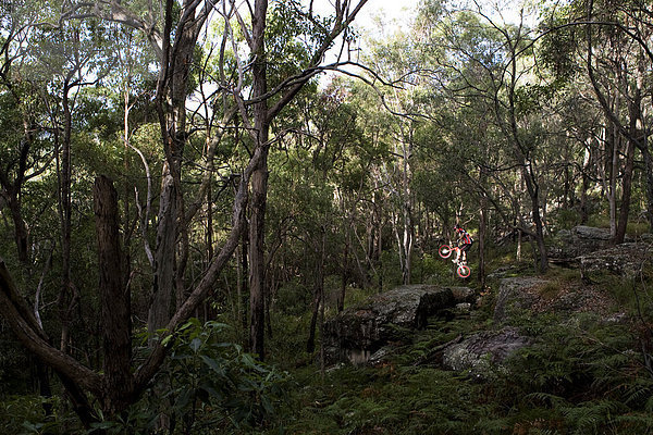 fahren  Wald  groß  großes  großer  große  großen  springen  Australien  Brisbane  Queensland