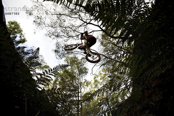 fahren  Wald  groß  großes  großer  große  großen  springen  Australien  Brisbane  Queensland