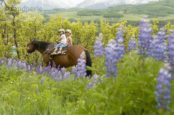 nahe  Blume  folgen  fahren  Nostalgie  reiten - Pferd  2  jung  vorwärts  Mädchen  Lupine  Colorado  Telluride