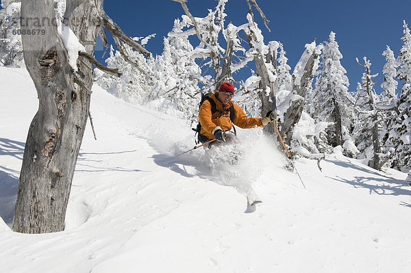Ski  Skifahrer  Tag  Baum  unbewohnte  entlegene Gegend  Berghüttensänger  Sialia currucoides  Telemark