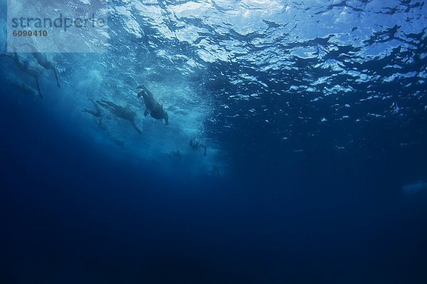 entfernt  Tropisch  Tropen  subtropisch  Wasser  Ozean  Unterwasseraufnahme  Insel  Ansicht  schwimmen  Fiji
