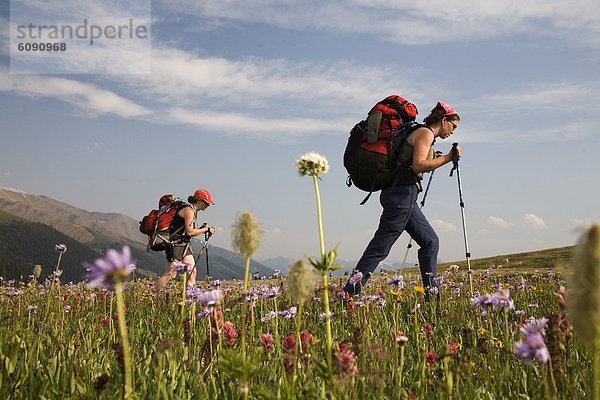 niedrig  Pinsel  Berg  Indianer  wandern  Wildblume  rot  Ansicht  Flachwinkelansicht  Winkel