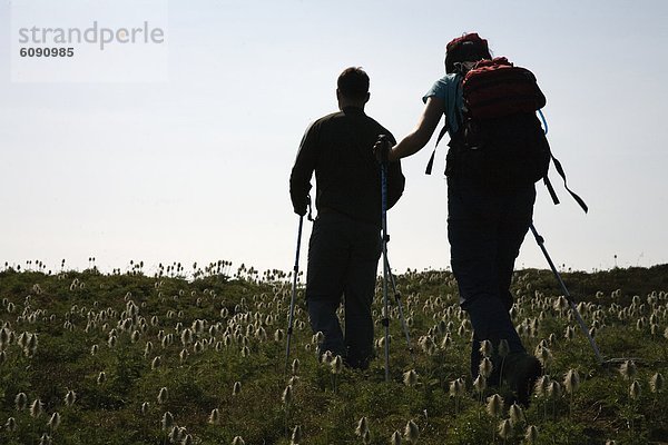 Berg  bedecken  gehen  folgen  wandern  Wildblume