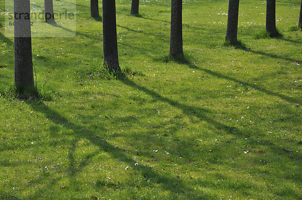 Deutschland  Bayern  Schatten der Bäume auf Gras