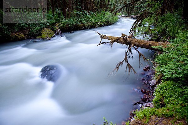 nahe  Hektik  Druck  hektisch  Bach  Berg  schmelzen  Mount Rainier Nationalpark