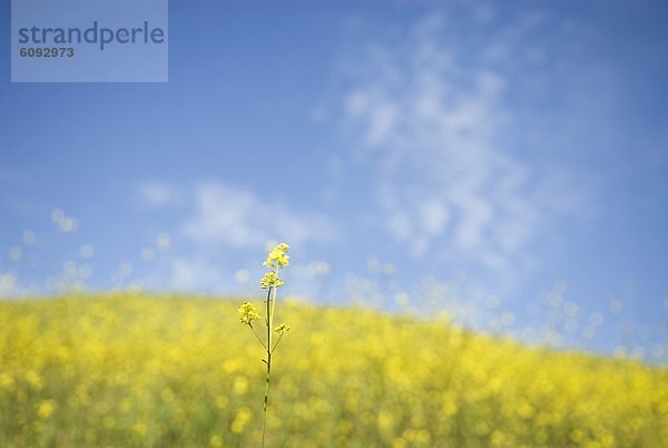 tippen  Blume  Küste  blühen  vorwärts  Größe  Frühling  Kalifornien