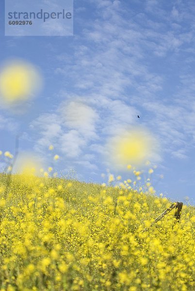 tippen  Blume  Küste  blühen  vorwärts  Größe  Frühling  Kalifornien