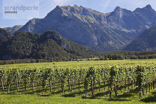 Europa  Schweiz  Graubünden  Blick auf Weinberg  Alpen im Hintergrund