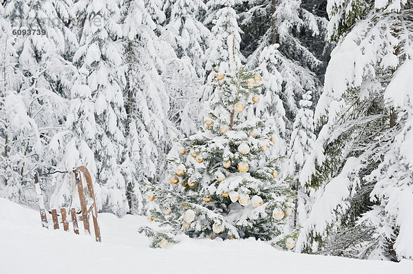 Österreich  Salzburger Land  Weihnachtsbaum und Schlitten in verschneiten Gebieten