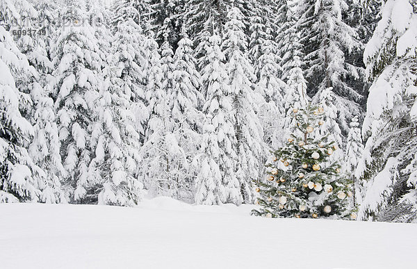 Österreich  Salzburger Land  Weihnachtsbaum im Schnee