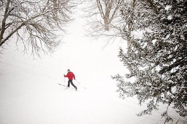 überqueren  Mann  bedecken  Baum  Skisport  Norden  Kreuz  Schnee