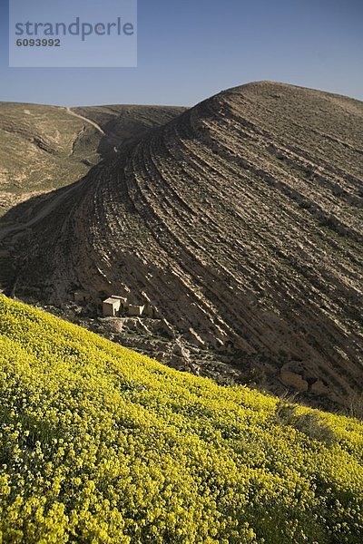 Felsbrocken  Blume  Kontrast  gelb  über  Hügel  Dorf  antik