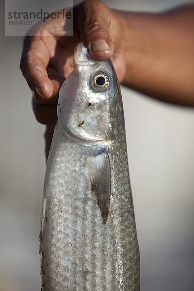 hoch  oben  Fisch  Pisces  halten  Stolz  angeln  Bucht  hawaiianisch  Waikiki