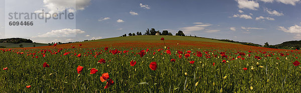 Deutschland  Bayern  Blick auf den Maismohn