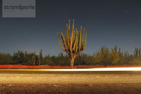 Bewegungsunschärfe  Auto  Nacht  Fokus auf den Vordergrund  Fokus auf dem Vordergrund  Kaktus