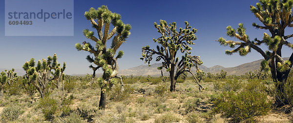 Vereinigte Staaten von Amerika  USA  Baum  Joshua Tree  Yucca brevifolia  Yucca rostrata  Kalifornien