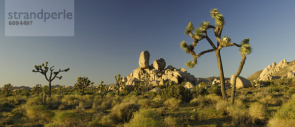 Vereinigte Staaten von Amerika  USA  Baum  Joshua Tree  Yucca brevifolia  Yucca rostrata  Kalifornien