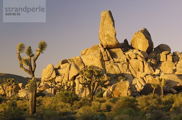 Vereinigte Staaten von Amerika  USA  Baum  Joshua Tree  Yucca brevifolia  Yucca rostrata  Kalifornien