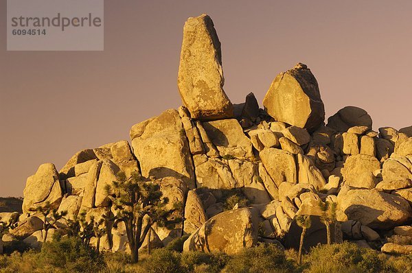 Vereinigte Staaten von Amerika  USA  Baum  Joshua Tree  Yucca brevifolia  Yucca rostrata  Kalifornien