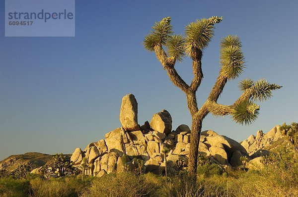 Vereinigte Staaten von Amerika  USA  Baum  Joshua Tree  Yucca brevifolia  Yucca rostrata  Kalifornien