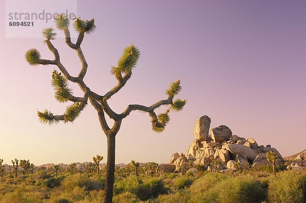 Vereinigte Staaten von Amerika  USA  Baum  Joshua Tree  Yucca brevifolia  Yucca rostrata  Kalifornien