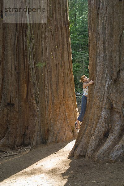 Frau  umarmen  Baum  jung  groß  großes  großer  große  großen  Sequoia