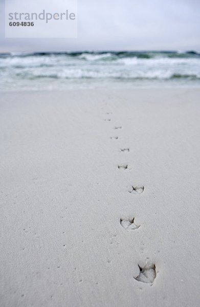 Strand  führen  Ozean  Vogel  Blei