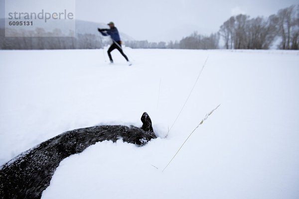 Mann  Hund  Skisport  Spiel  Fokus auf den Vordergrund  Fokus auf dem Vordergrund  1  Schnee